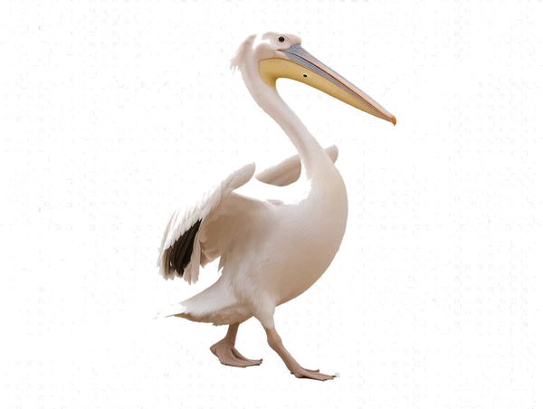 $PELICAN mascot